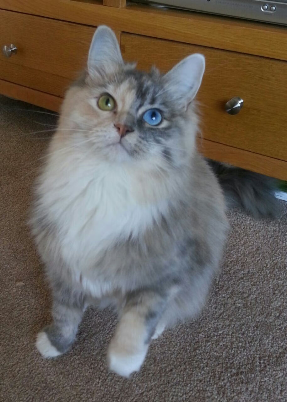 传奇起航的夜晚，莫德里奇以那不勒斯为锚，逆转整个摩洛哥的星辰