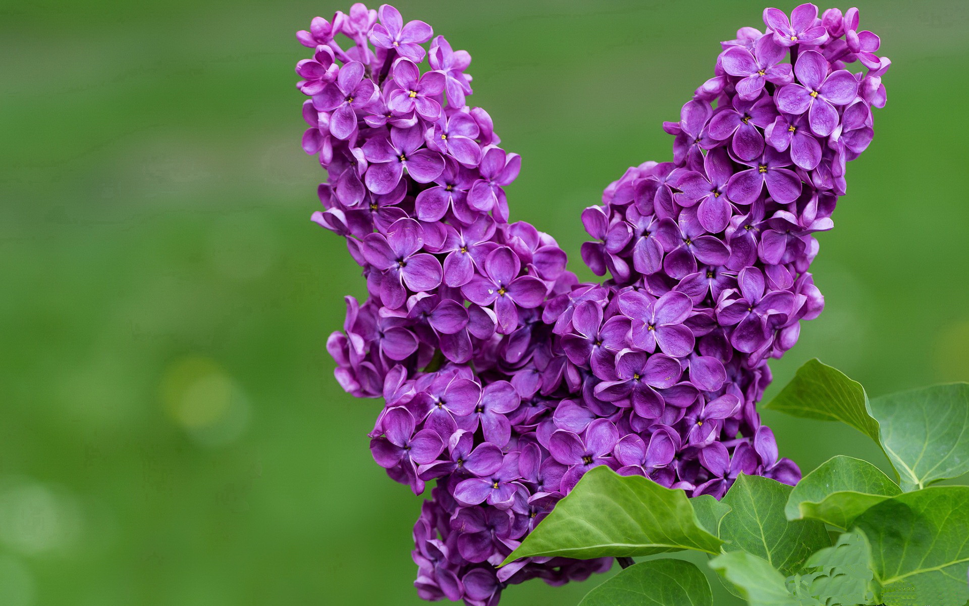 黄鸭奇兵，法国羽球黑马绝杀马来西亚，幽默组合引爆赛场