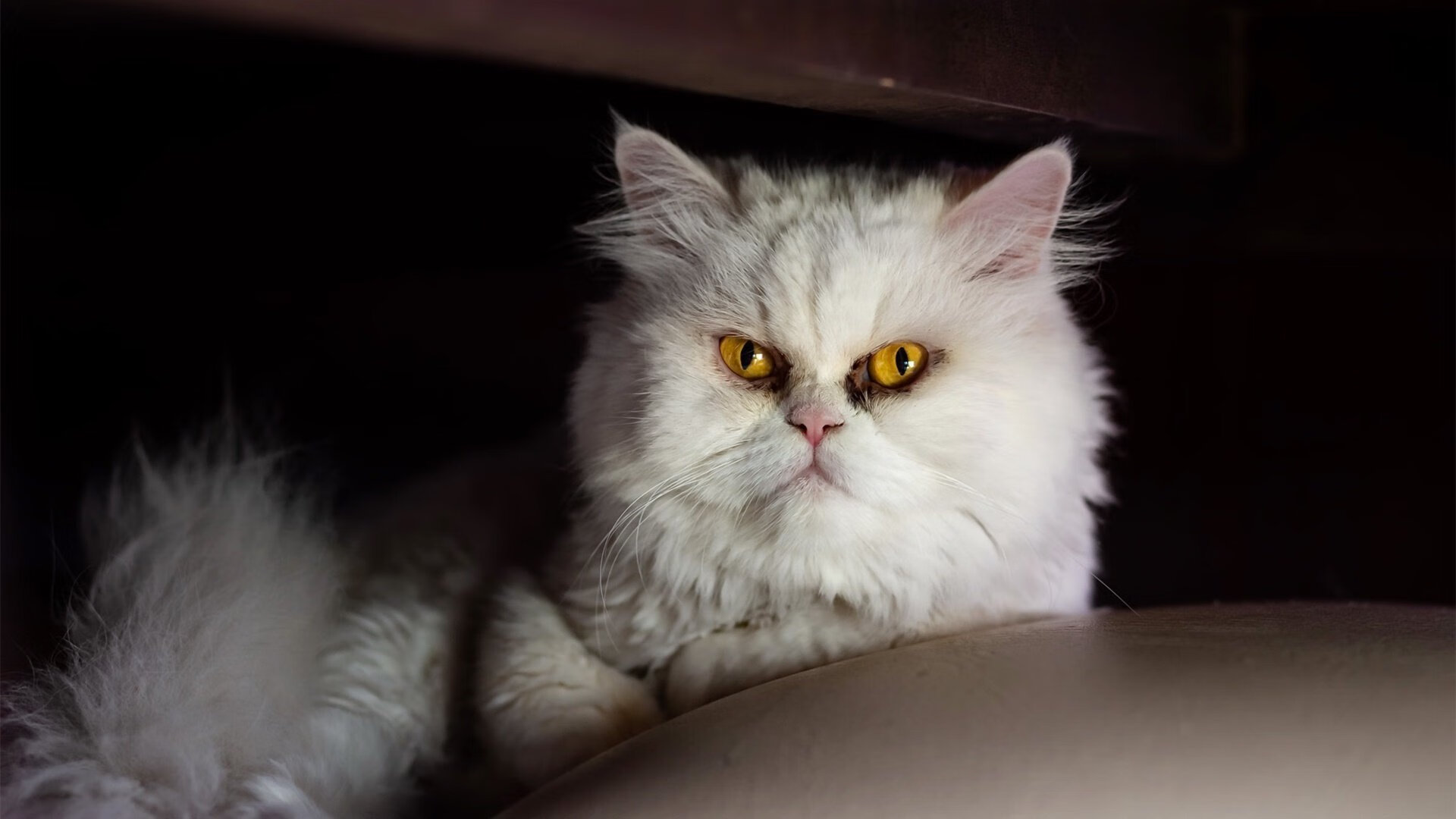 冷门与传奇的共鸣，当奥地利战车碾过德意志，张继科式惊艳照亮体育殿堂