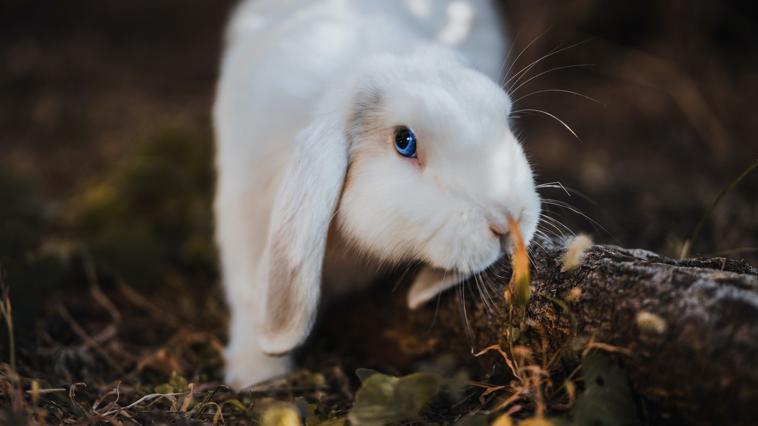 绝杀，再绝杀，兹维列夫美网与ATP总决赛连斩巨头，铸就新王座
