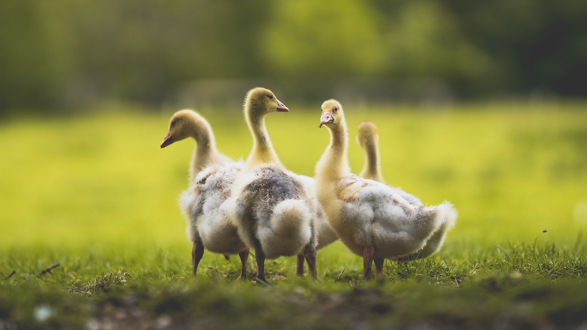 魔术力克湖人，字母哥上演大洛佩兹消失术