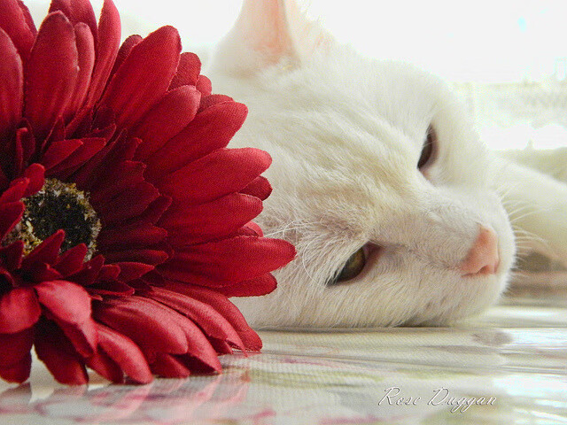 吉林虎啸玫瑰花园,浓眉跨时空激战,压哨绝杀撕裂波特兰夜空