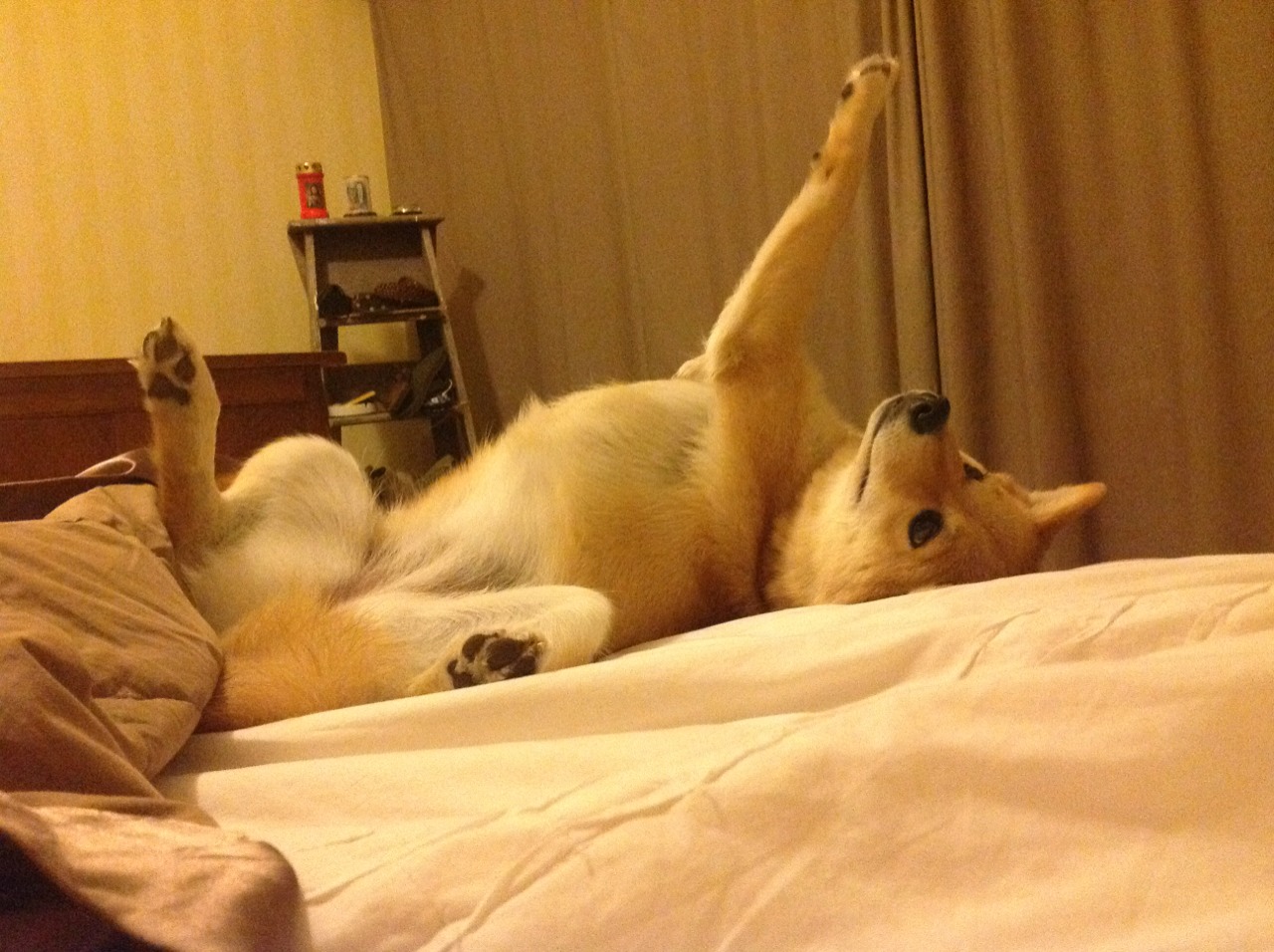 当苏亚雷斯咬向篮球