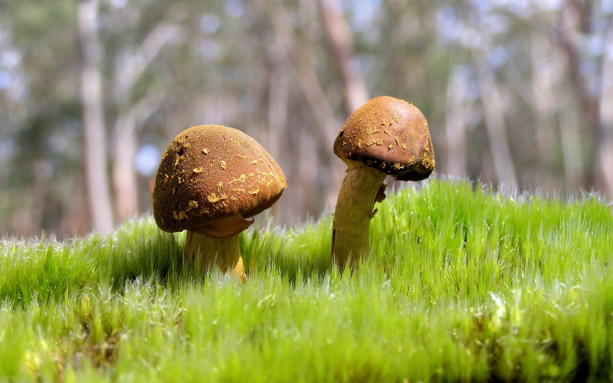 拳台熔炉,阿尔瓦雷斯以火热状态锻造年度焦点之战