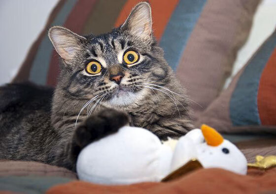 从马德里到伦敦,卡马文加的魔法让巴萨在斯坦福桥完胜切尔西