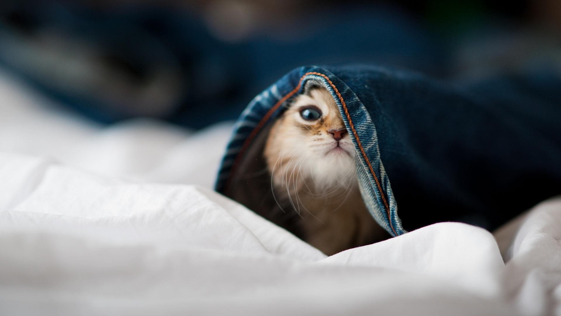 双管齐下，乔治神兵天降，上海队六人上双狂胜吉林