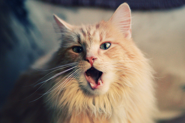 当坎特面对北非呐喊，撕裂族裔标签的绿茵诗人