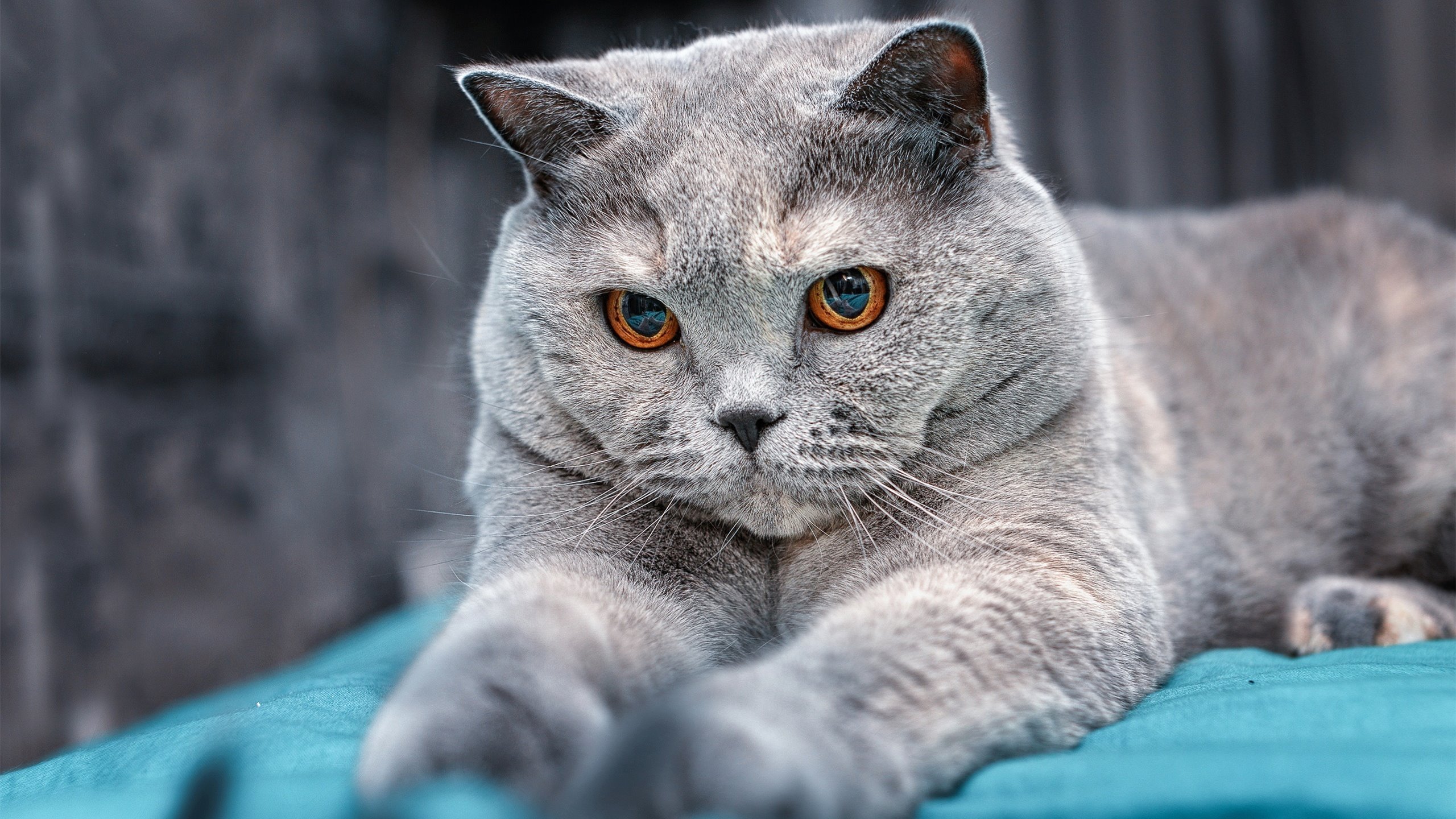 绿茵教科书，罗德里戈三度破局，以极致效率诠释现代边锋法则