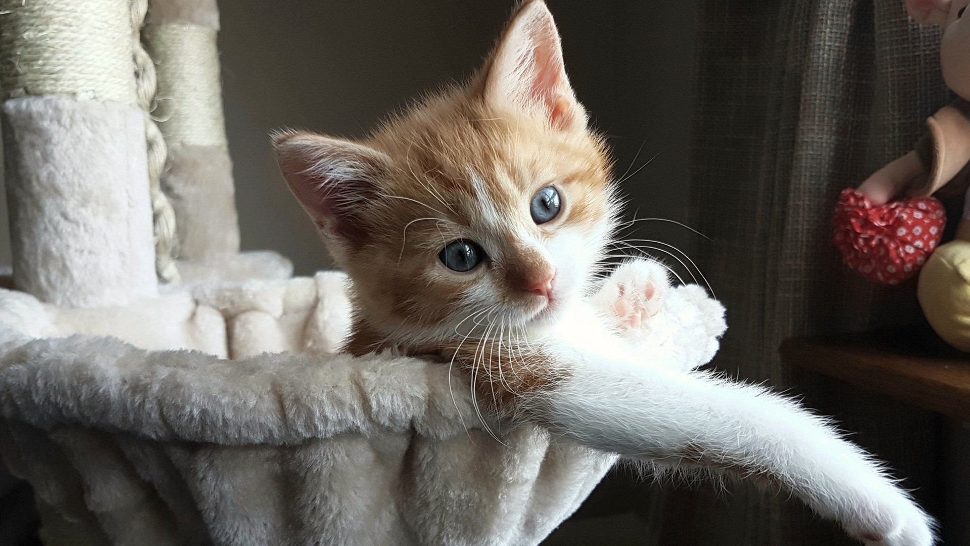 双线争冠，从英超焦点战到火箭斩落吉林队的竞技启示录