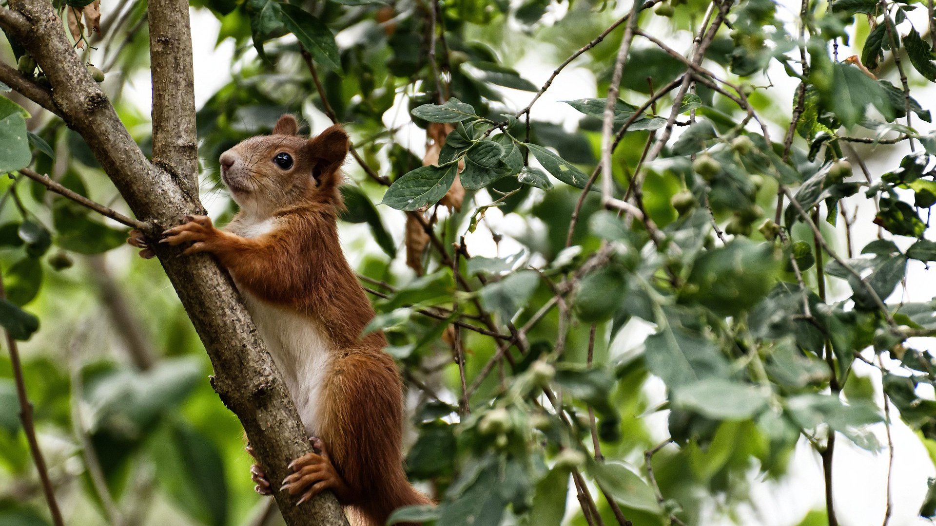加勒比飓风险胜非洲雄狮，卡瓦哈尔的救赎与唯一性