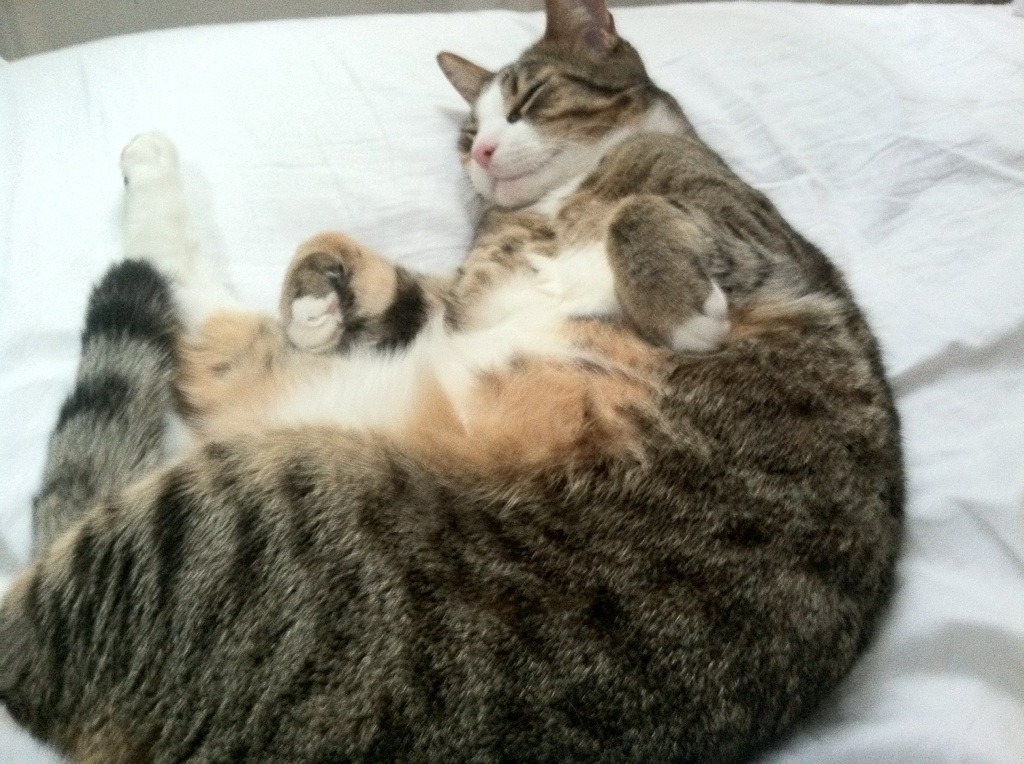 幽灵杀手，哈利伯顿如何让尼克斯对阵独行侠的比赛在开始前就已结束？