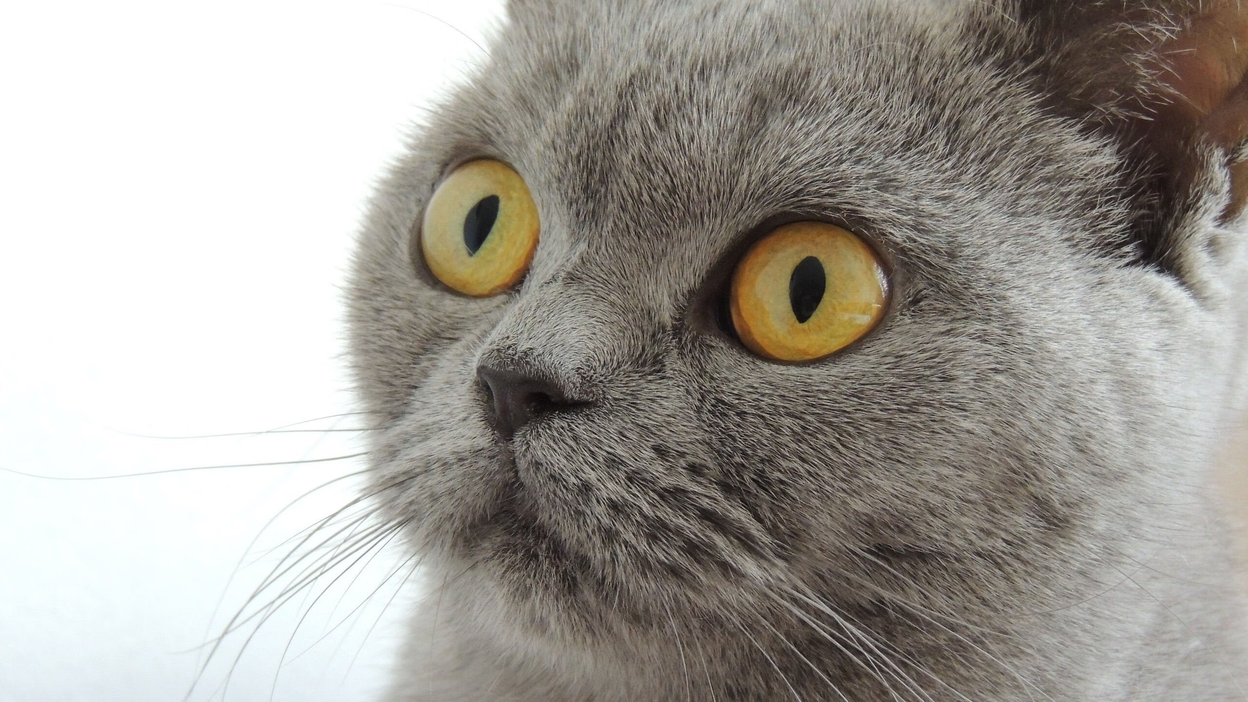 冰与火之歌，乔治末节19分焚尽天山，灰熊逆转新疆闯入四强 从撕裂之城到西域边陲，一场关于信念的爆裂诗篇