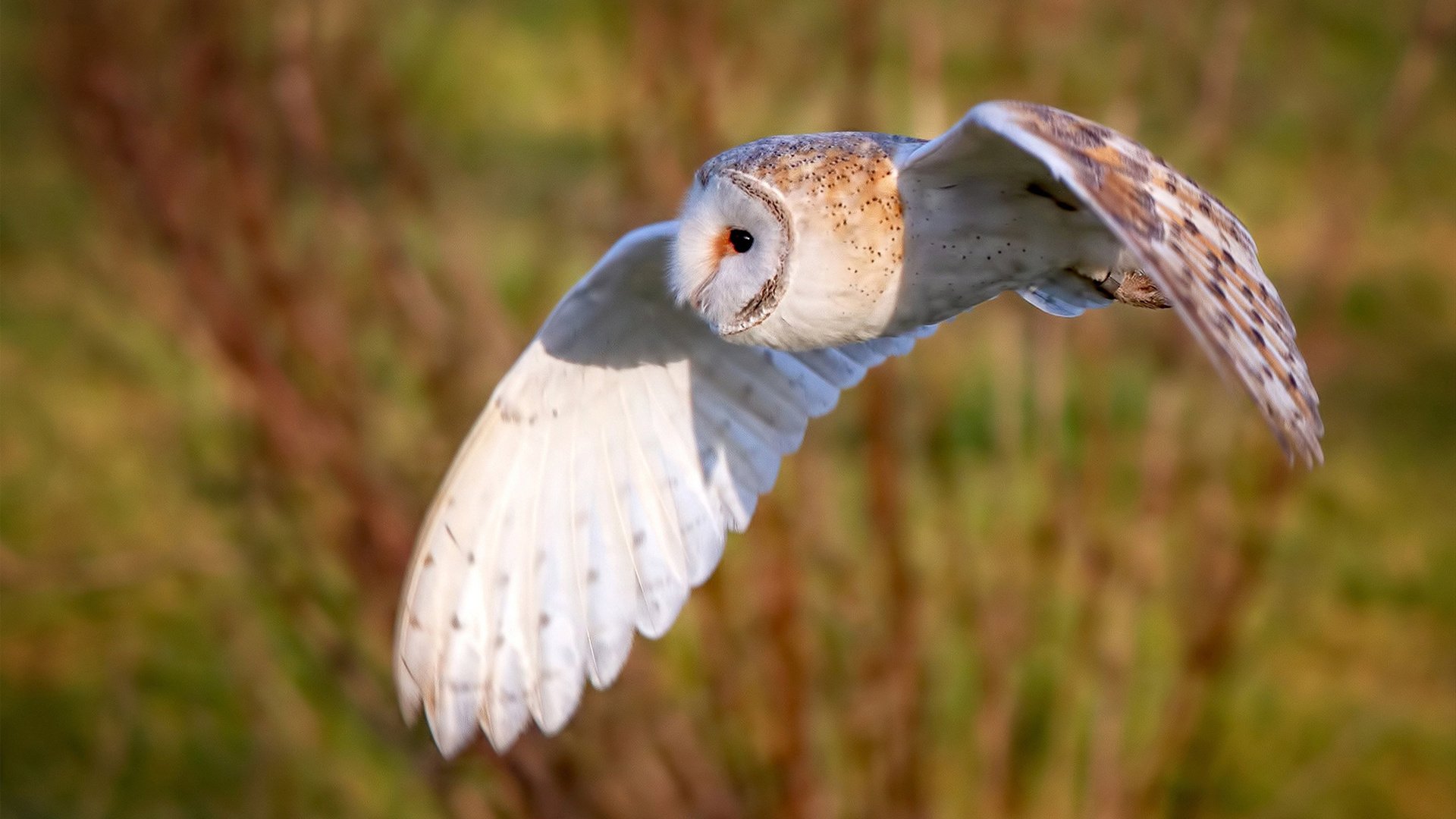 双线狂想，当圣马梅斯的风吹过罗安达，伯纳乌的月光照亮了英格兰铁腰