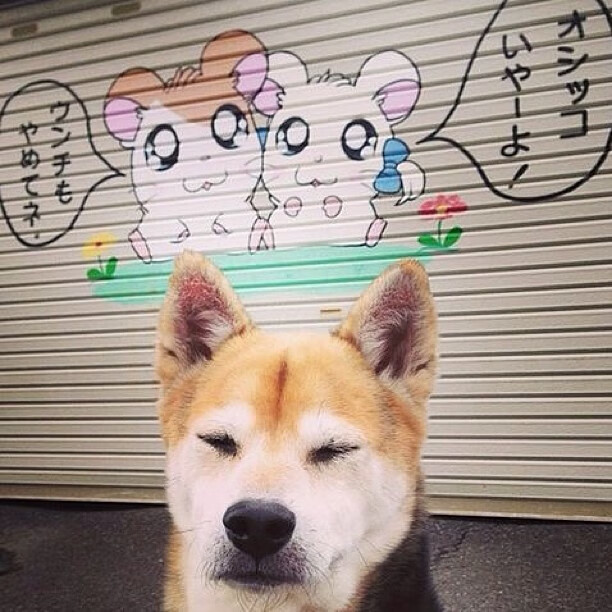 独木成林，欧文狂暴数据逆天改命，吉林队一波流带走森林狼