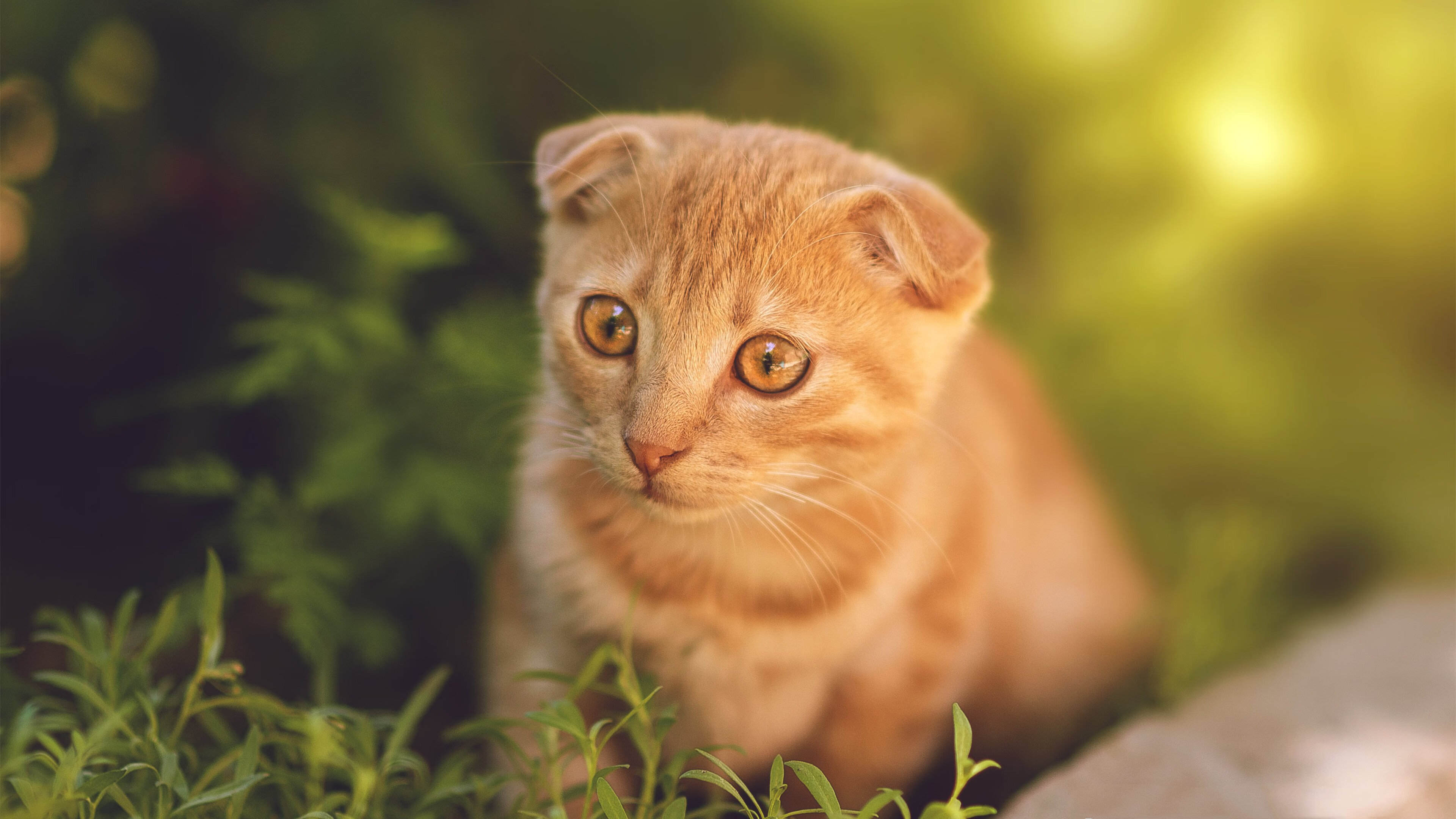 他让对手绝望教练抱头，当欧文式魔法点燃跨洋德比