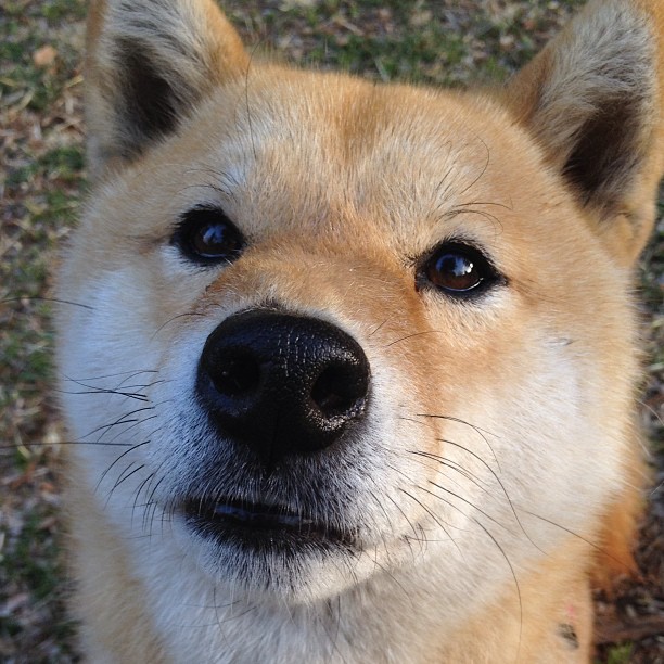 南美热浪席卷梦剧场，巴西式压迫与伊布神话夜
