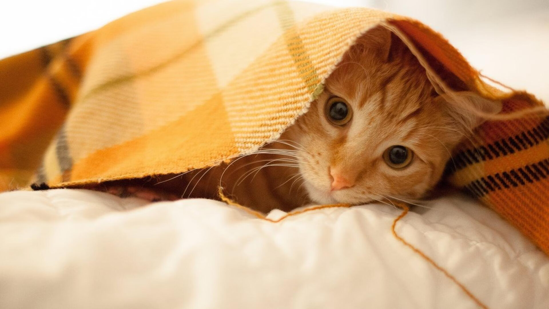 贝尔王国的黄昏，当伯纳乌新神在威尔士巨龙的骸骨上加冕