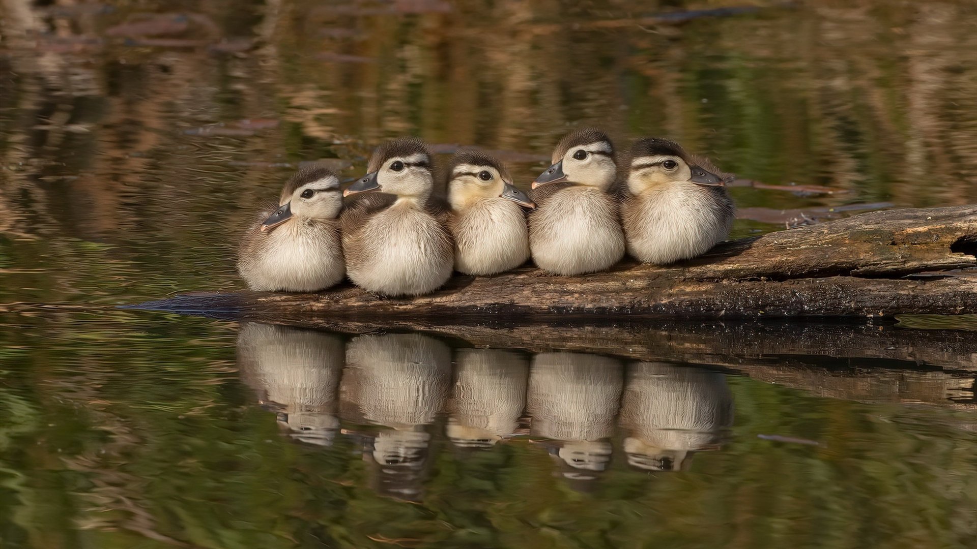 新王当立！马丁内利传射统治全场，佛罗伦萨读秒绝杀荡气回肠