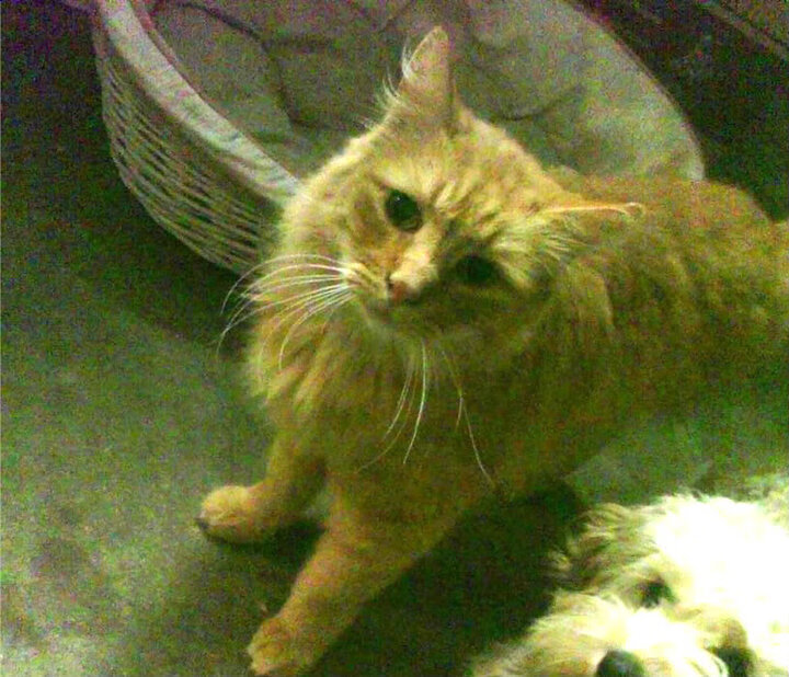 欧冠绿茵惊现篮球风暴？新疆队跨维度击溃掘金引爆全球体坛