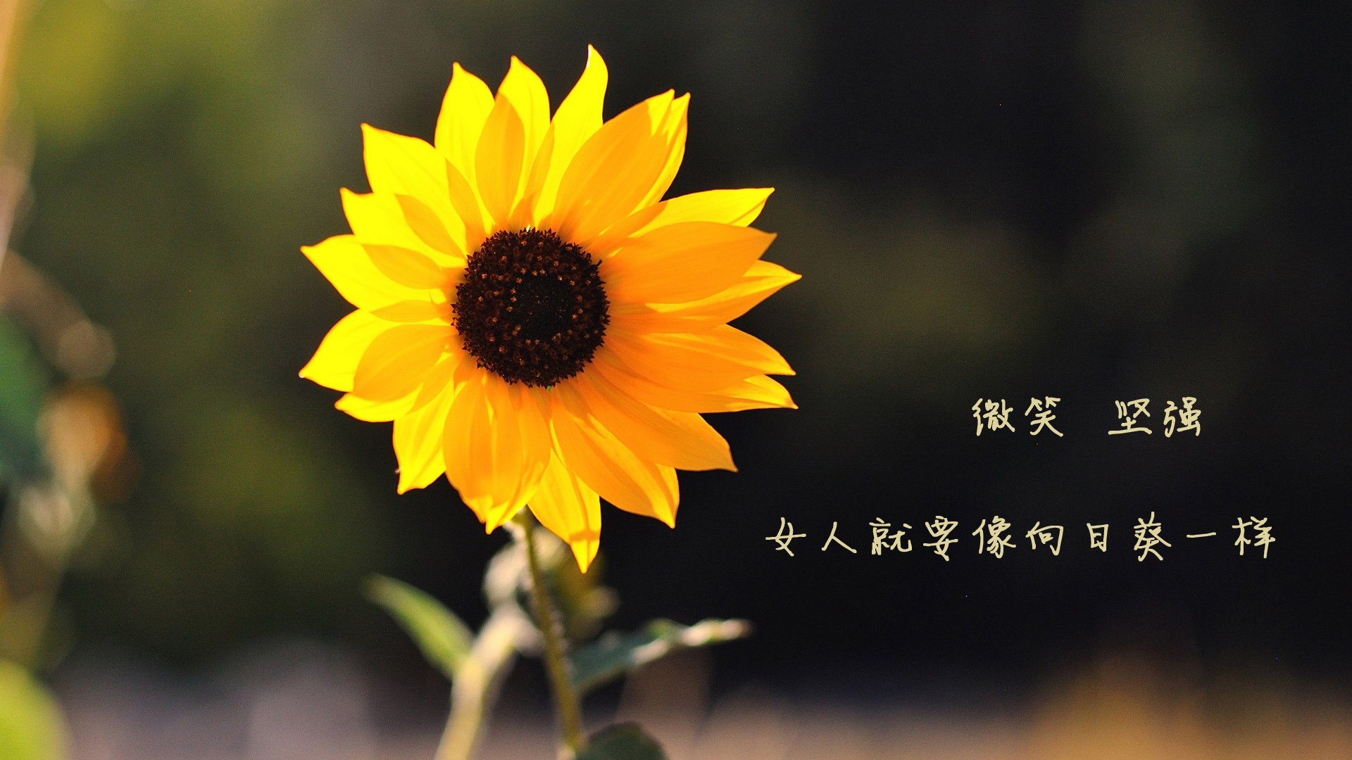 节奏之争，2026世界杯H组焦点战，斯洛伐克如何用压制战术锁定胜局，德容成中场灵魂